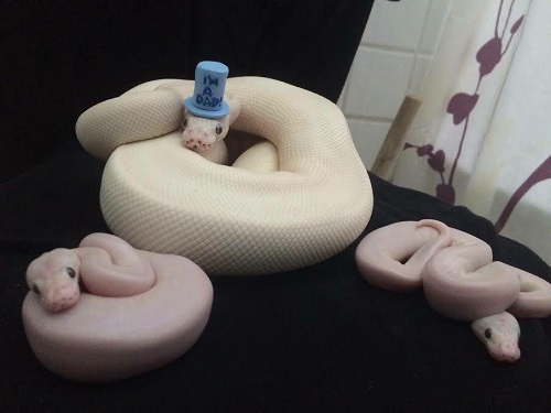 Python with I'm a dad hat